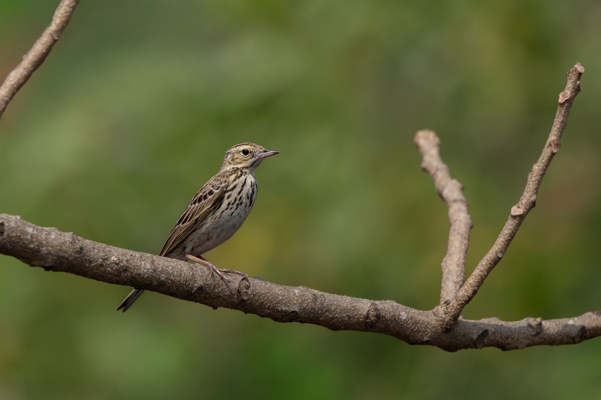 פפיון עצים - ML646096462