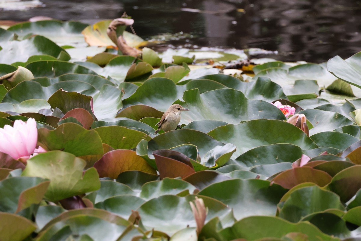 Australian Reed Warbler - ML646096464