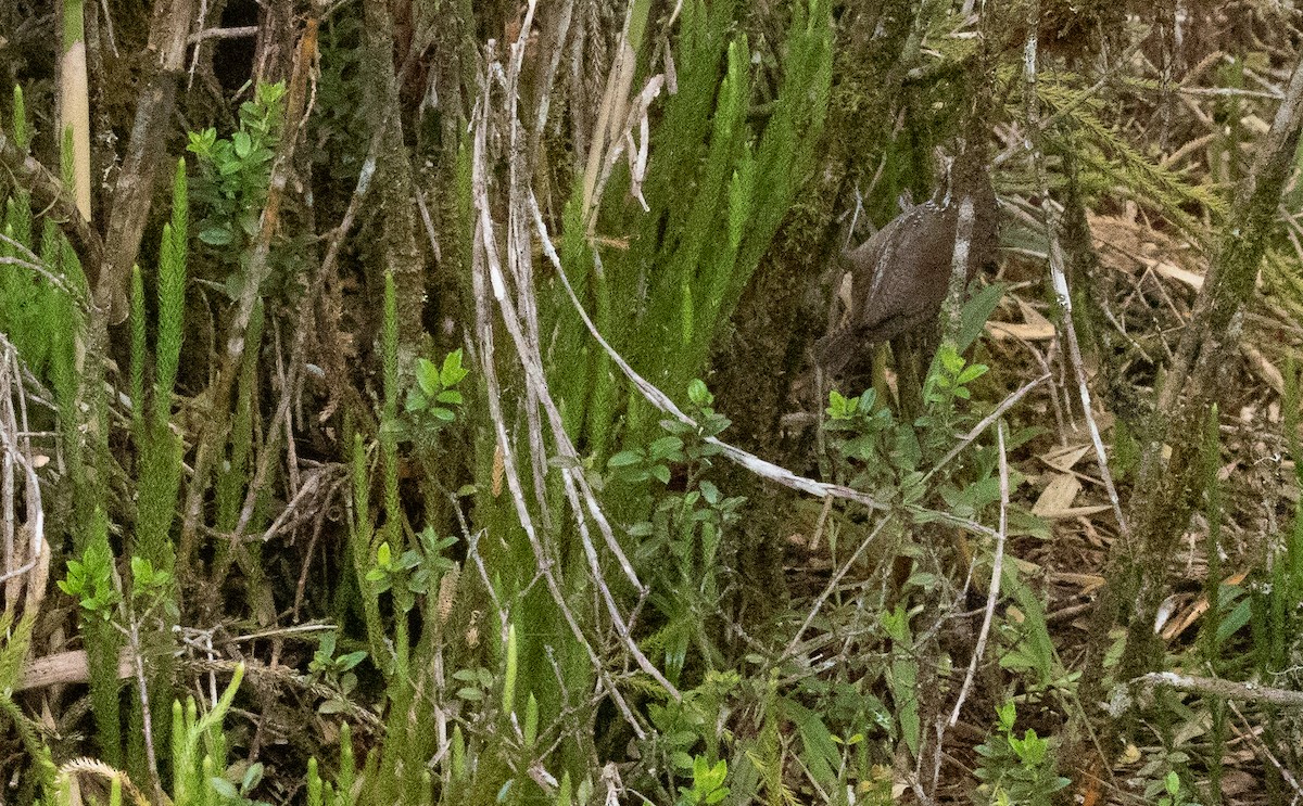 Cucarachero del Bambú - ML646096469