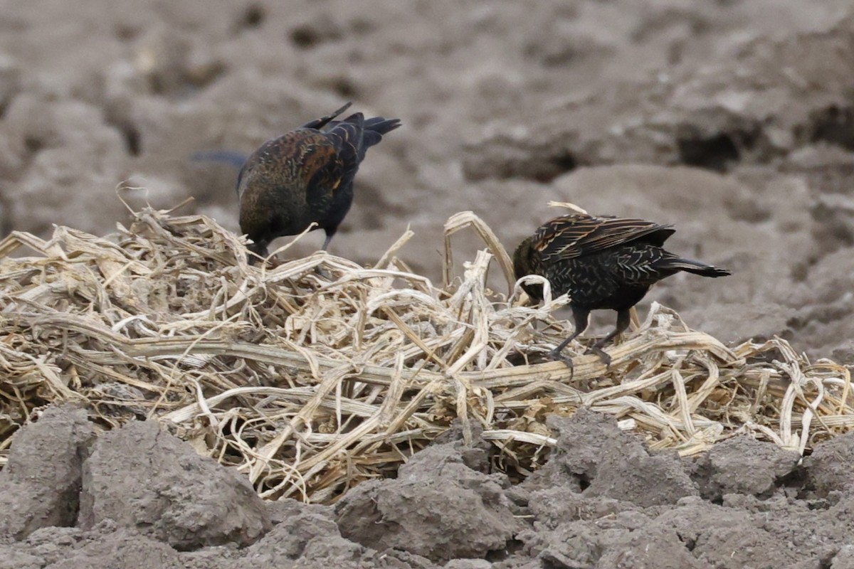 Red-winged Blackbird - ML646096470