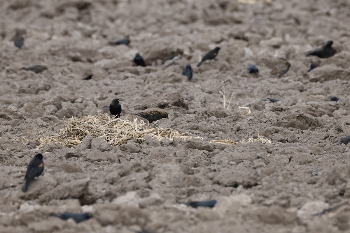 Red-winged Blackbird - ML646096471