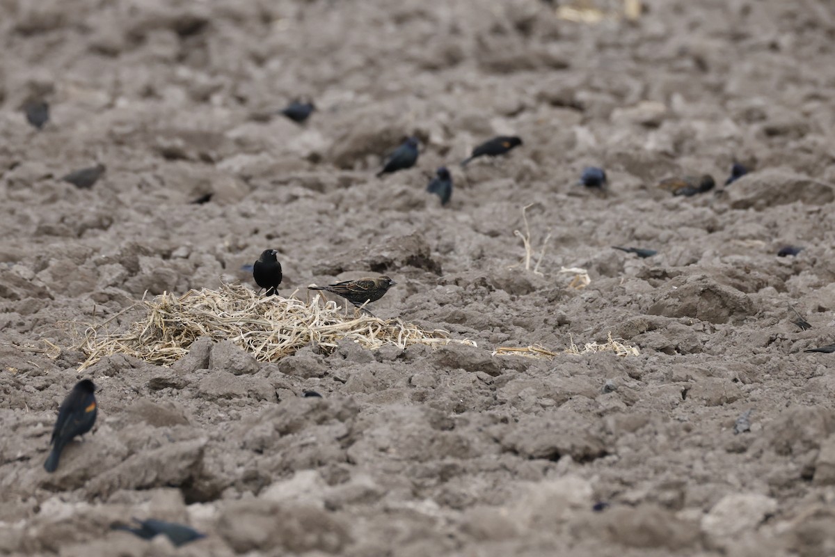 Red-winged Blackbird - ML646096472