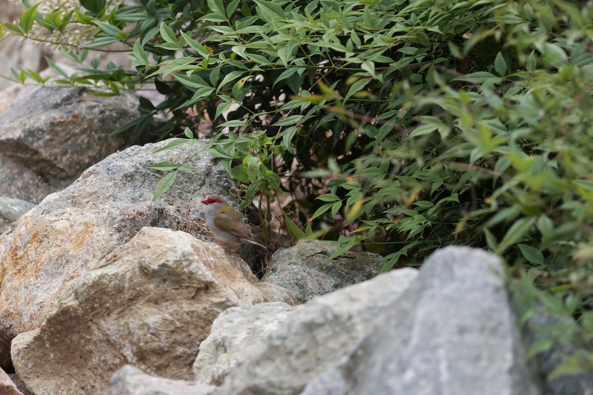 Al Kaşlı Belikınalı - ML646096473