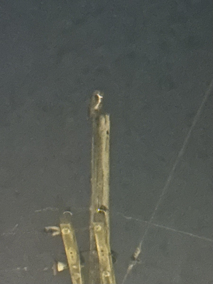 Great Horned Owl - ML646096492