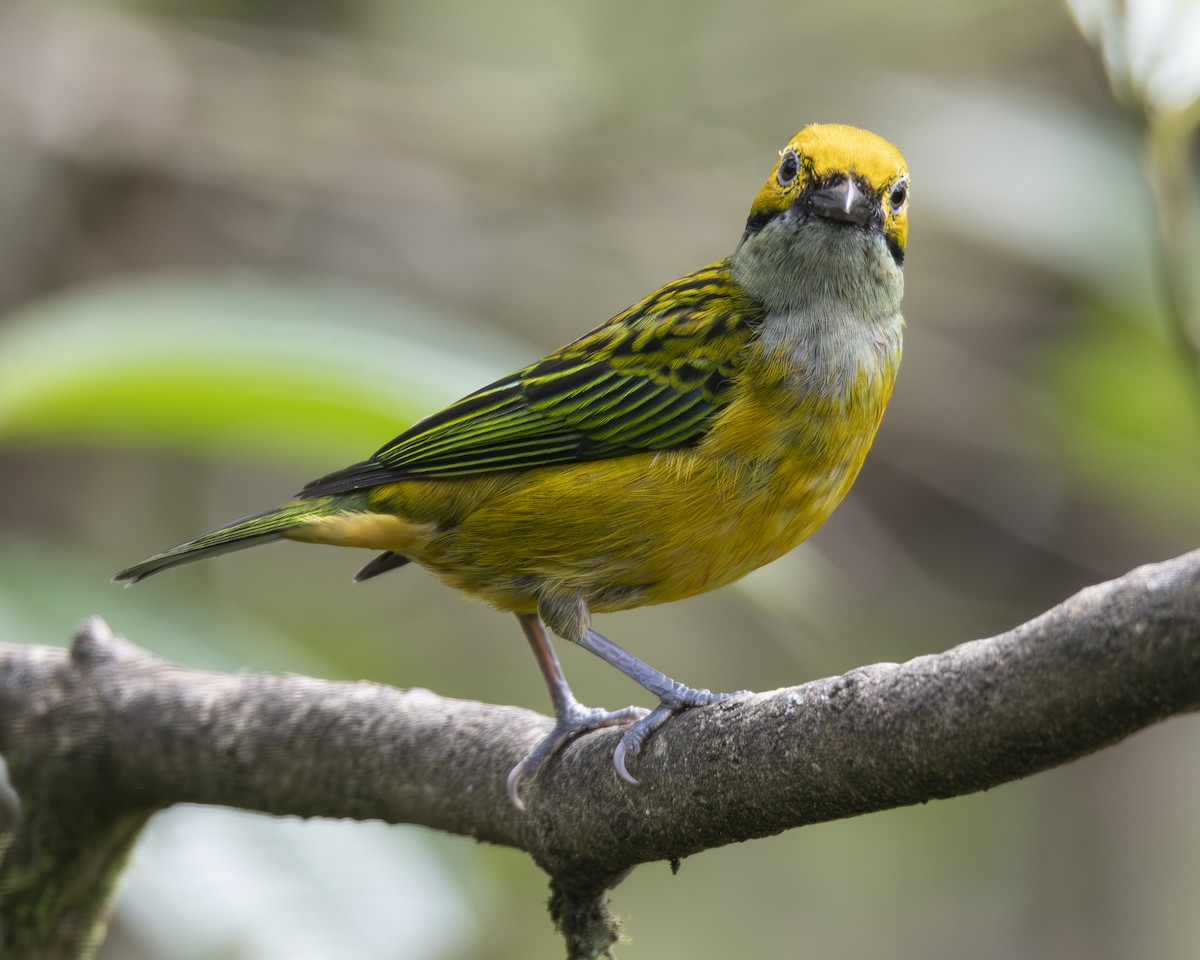 Silberkehltangare - ML646096494