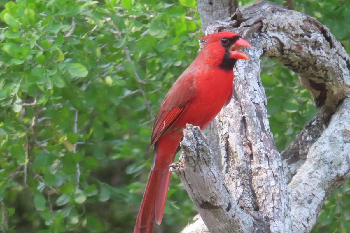 Cardinal rouge - ML646096495
