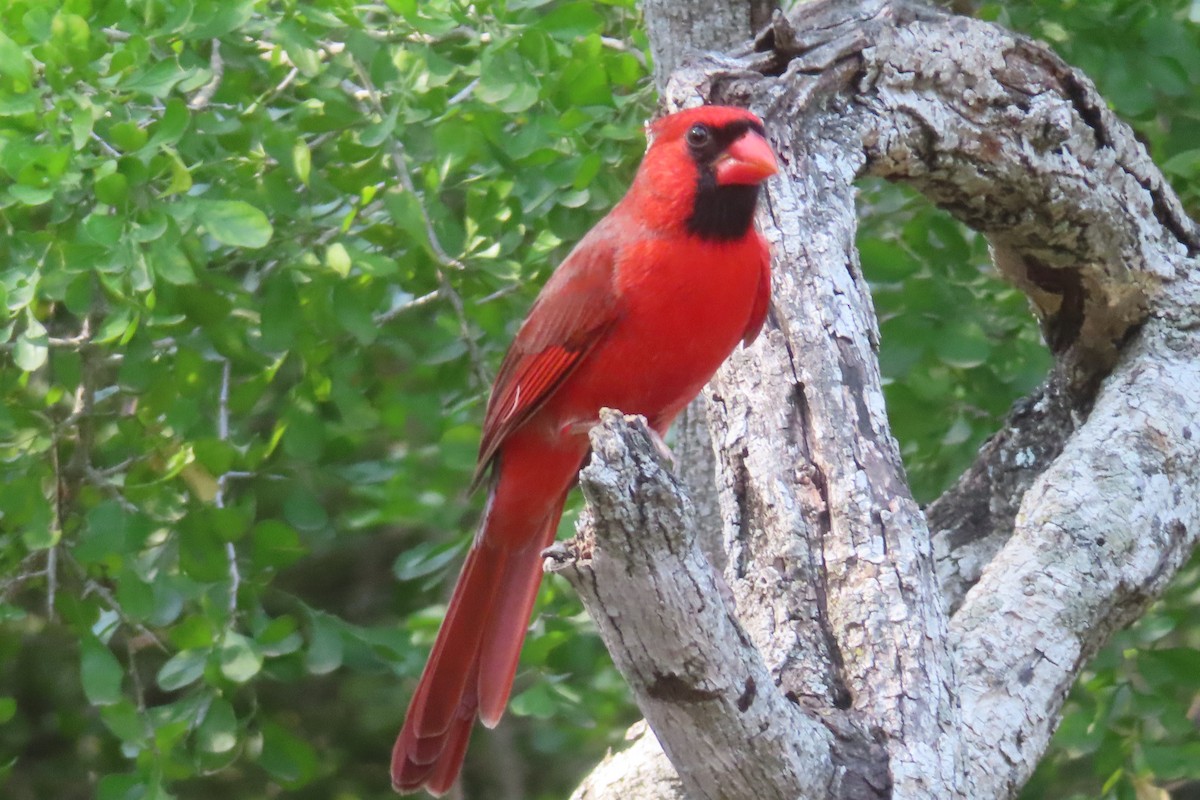 Cardinal rouge - ML646096496