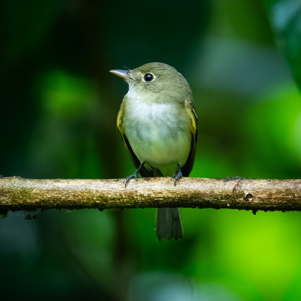 Buchenschnäppertyrann - ML646096498