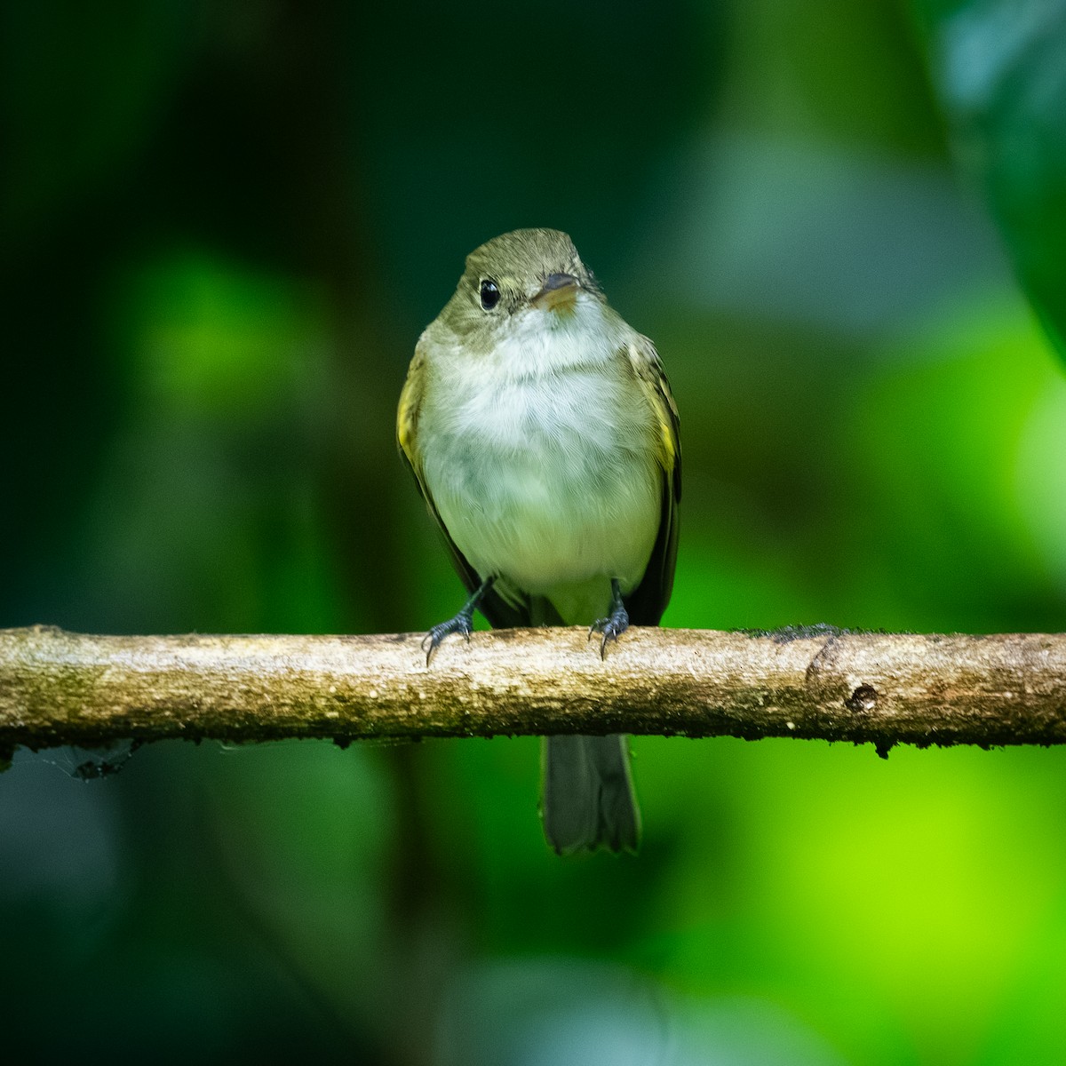 Buchenschnäppertyrann - ML646096499