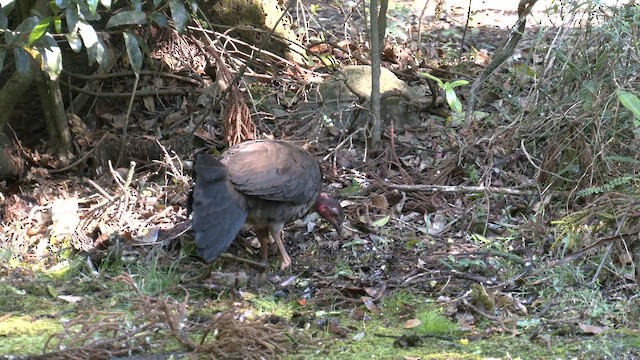 Australbuschhuhn - ML646096500