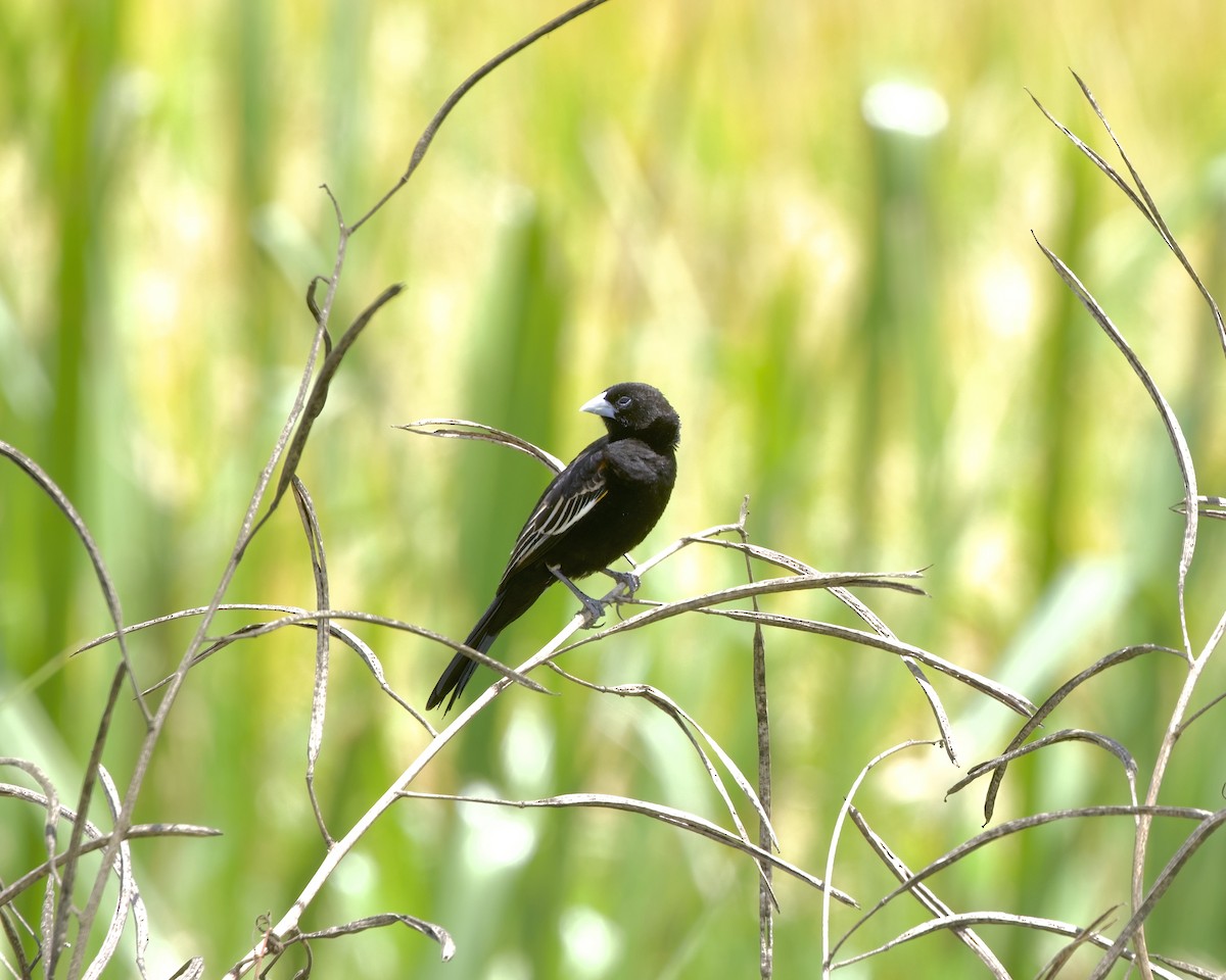 White-winged Widowbird - ML646096501