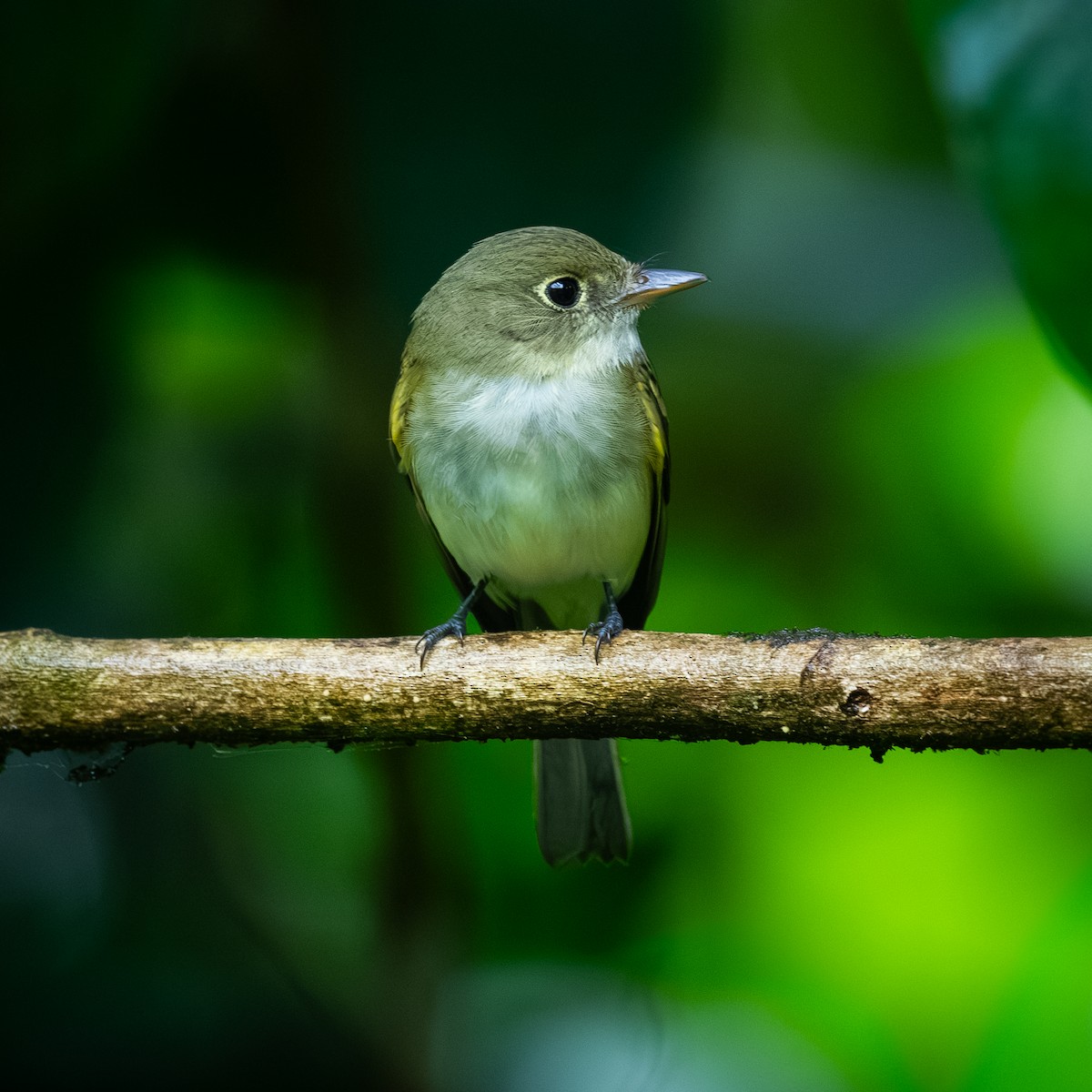 tyranovec zelenavý - ML646096507