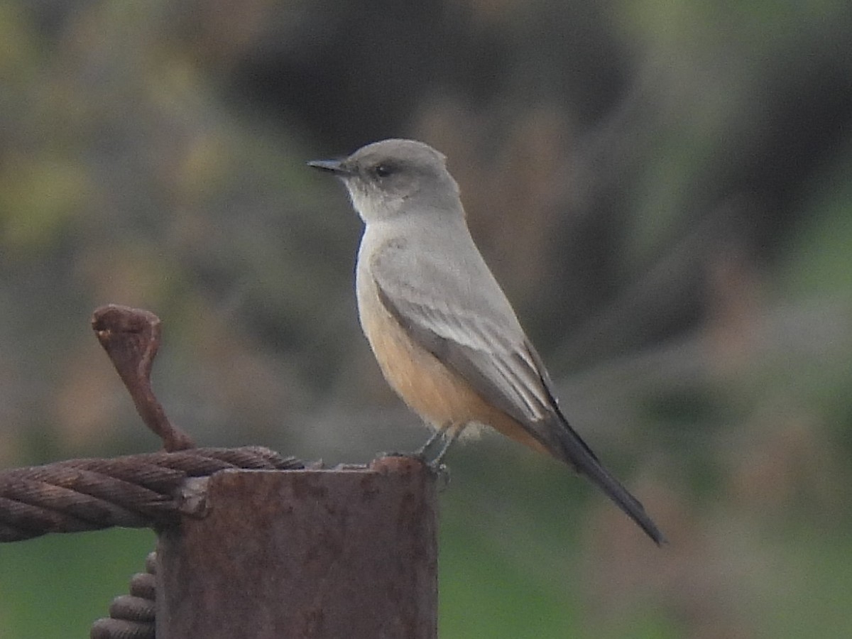 Zimtbauch-Phoebetyrann - ML646096508