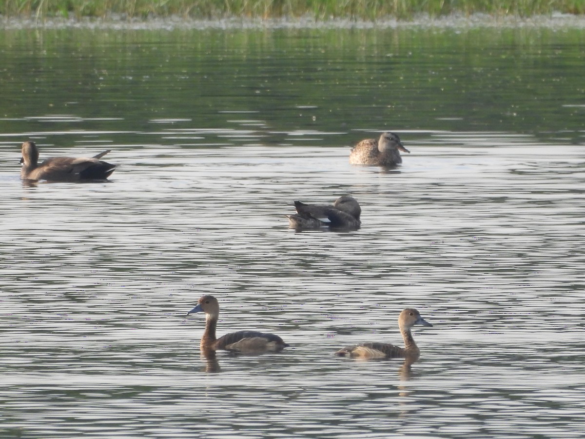 Javapfeifgans - ML646096509