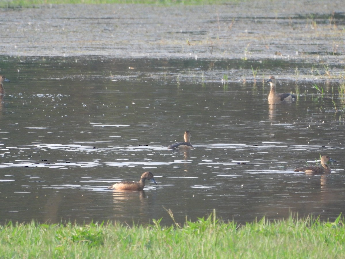 Javapfeifgans - ML646096510