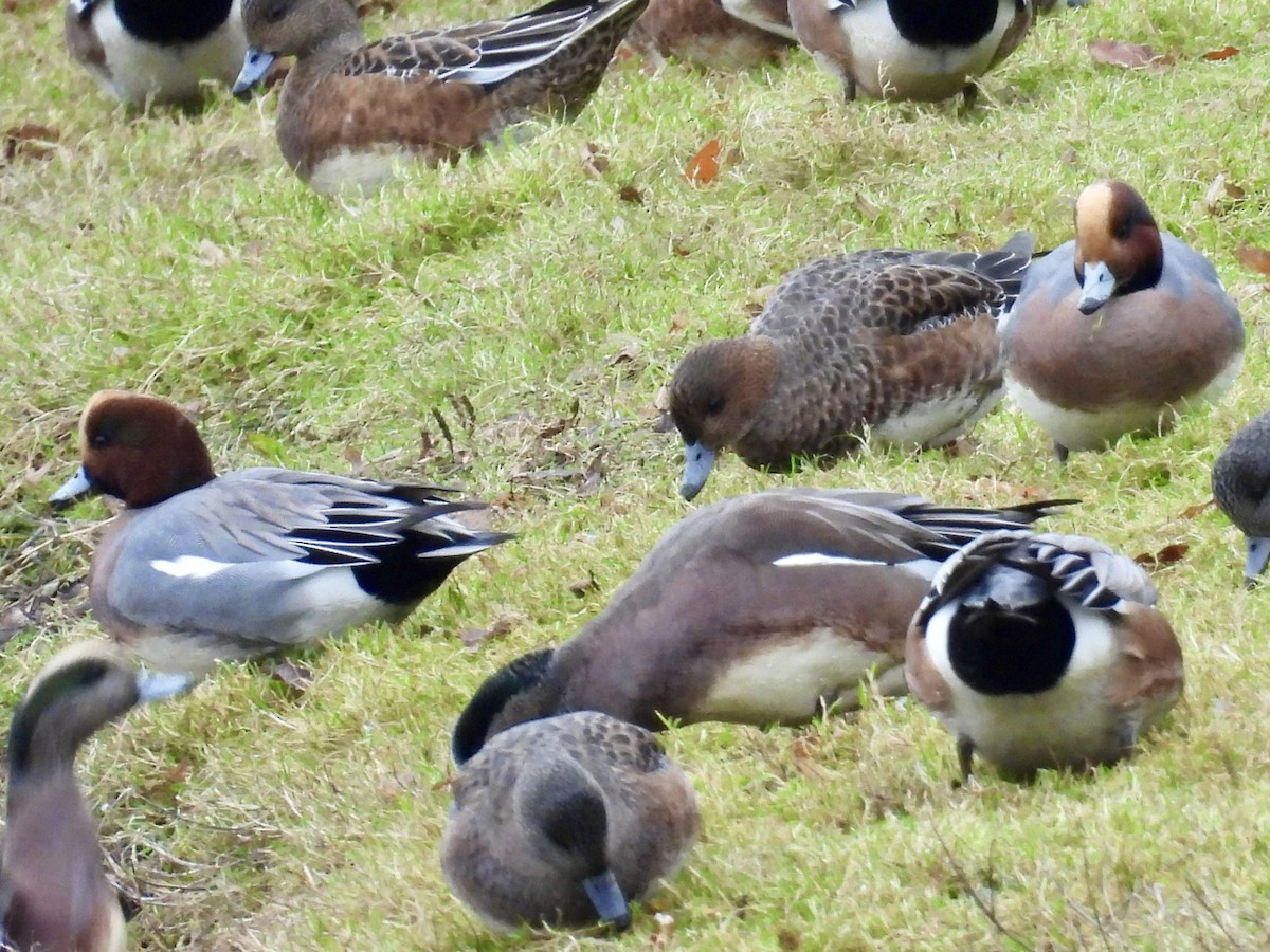 Pfeifente - ML646096511