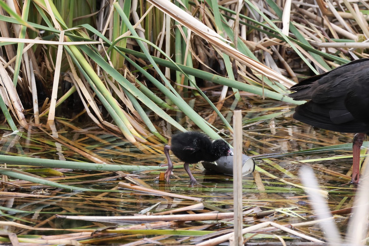 Australpurpurhuhn - ML646096512