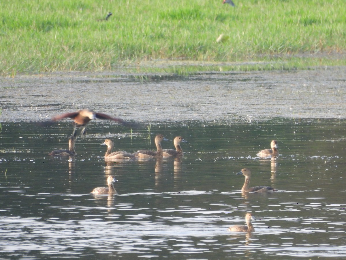 Javapfeifgans - ML646096513