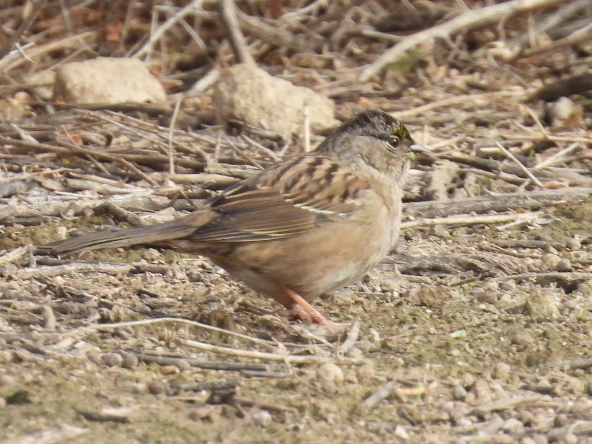 Kronenammer - ML646096514