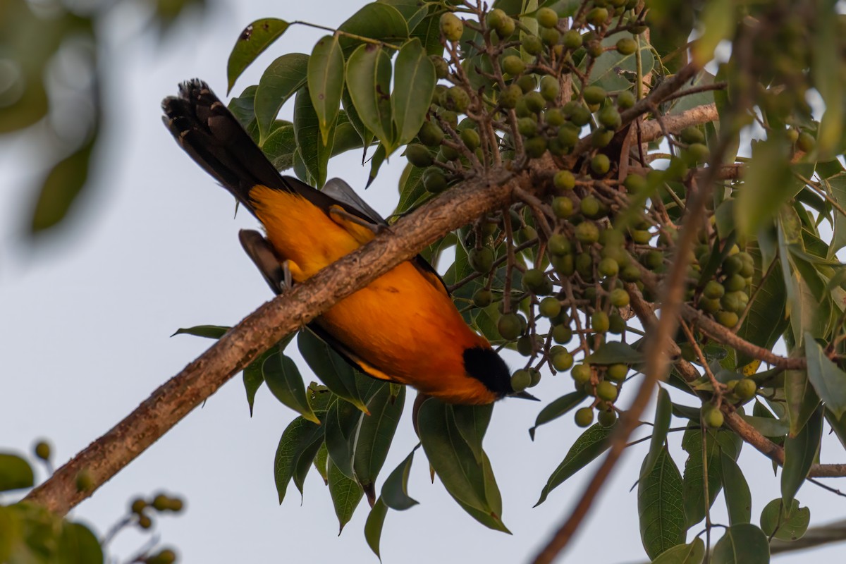 Schwarzkehltrupial - ML646096515