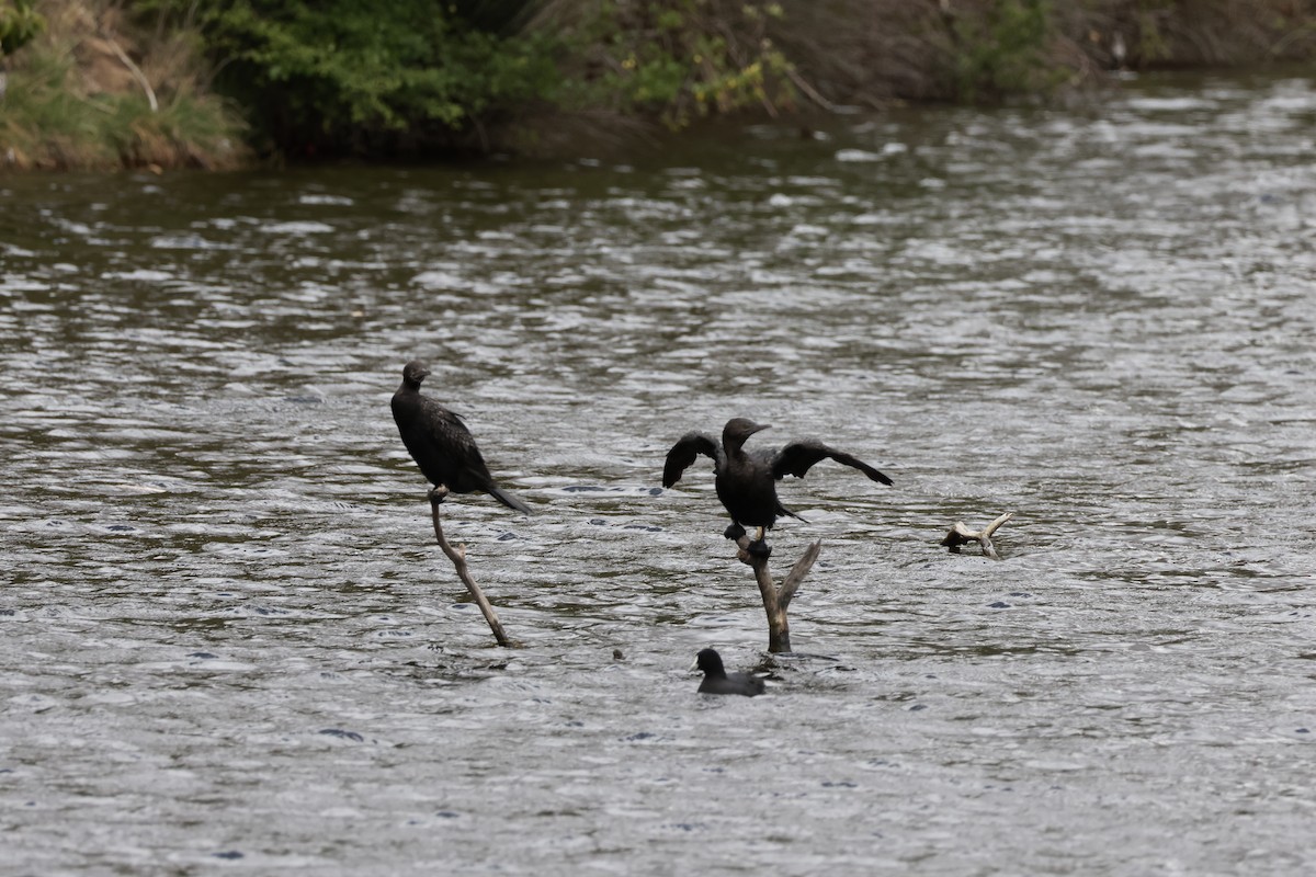 Schwarzscharbe - ML646096518