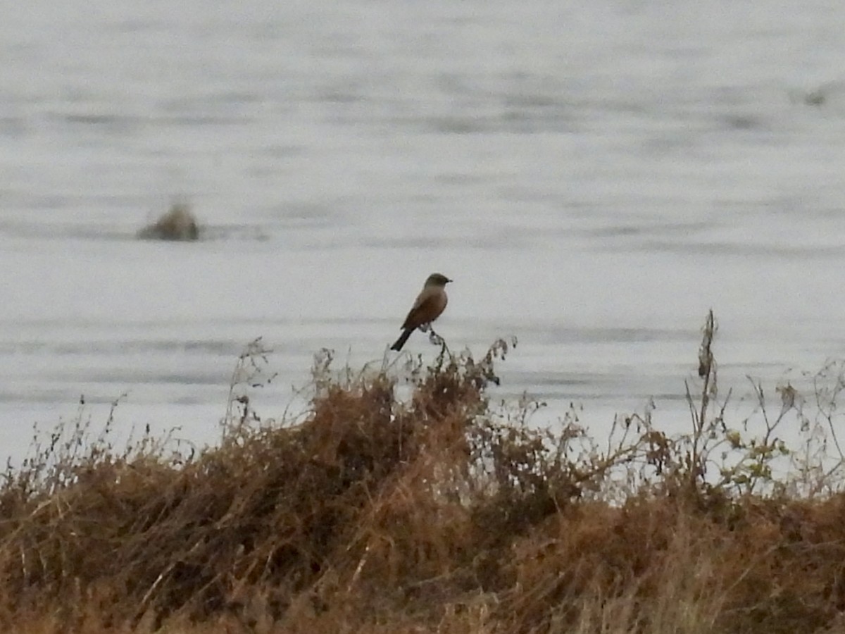 Say's Phoebe - ML646096521