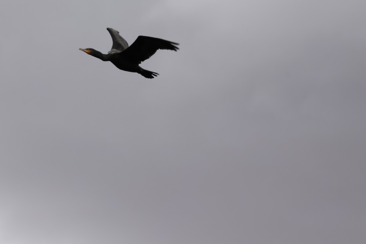 Kormoran - ML646096522