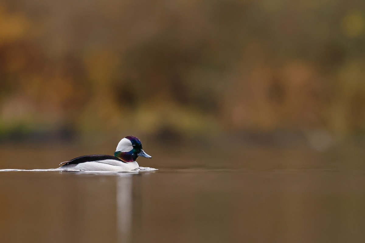 Büffelkopfente - ML646096524