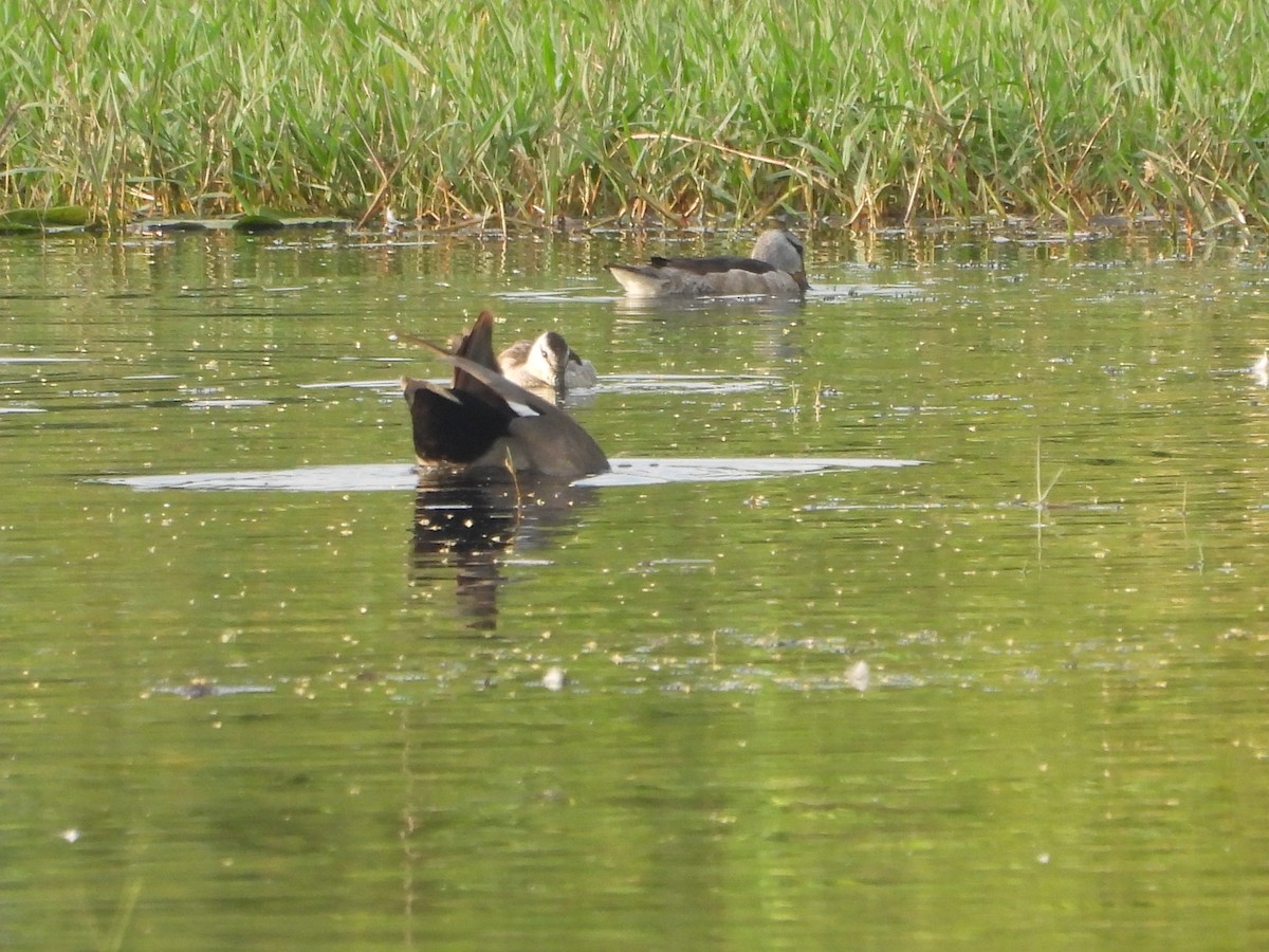 Koromandelzwergente - ML646096525