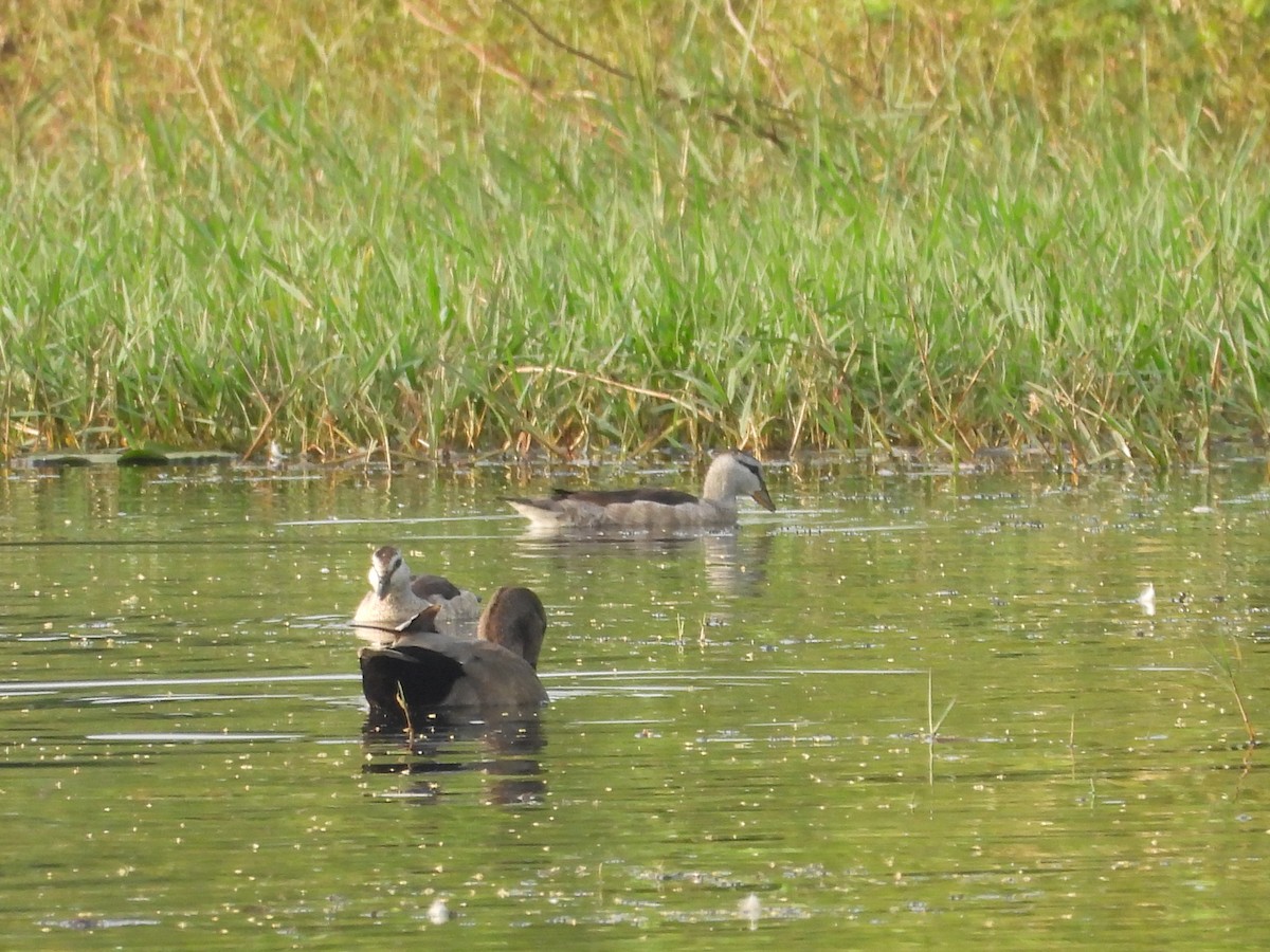 Koromandelzwergente - ML646096526