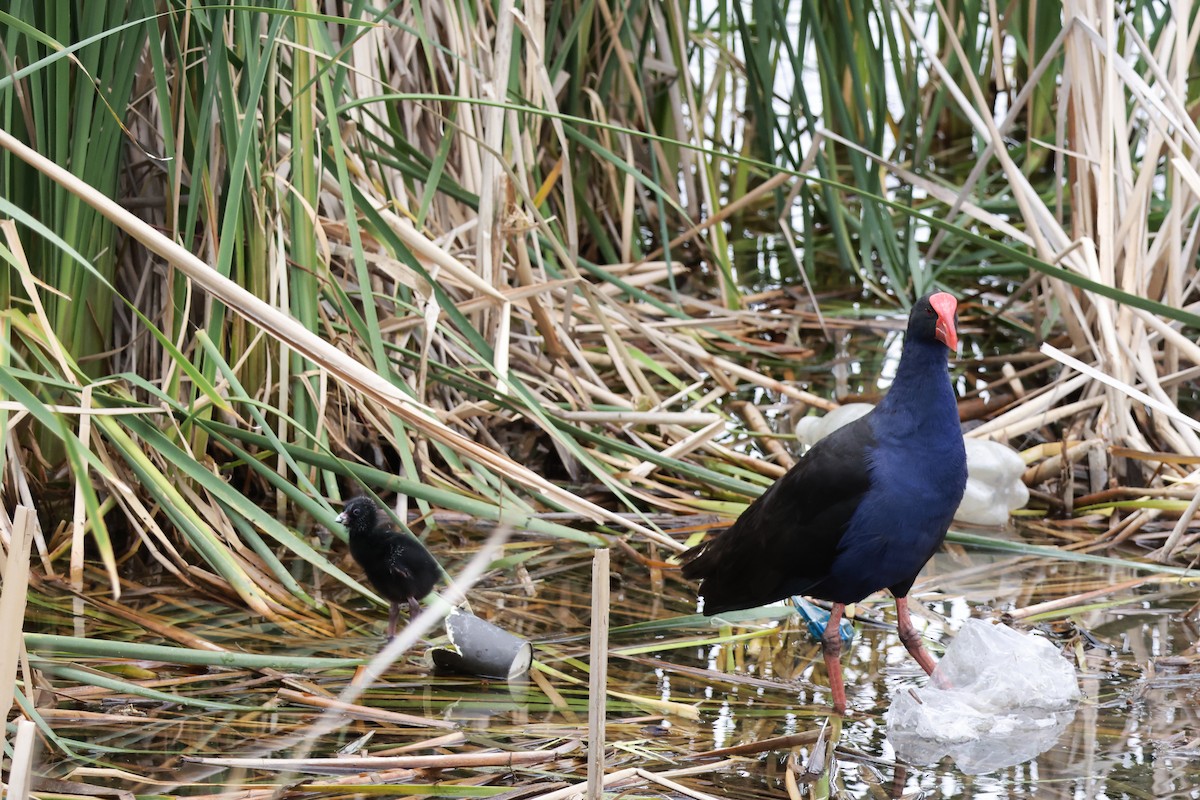 Australpurpurhuhn - ML646096527