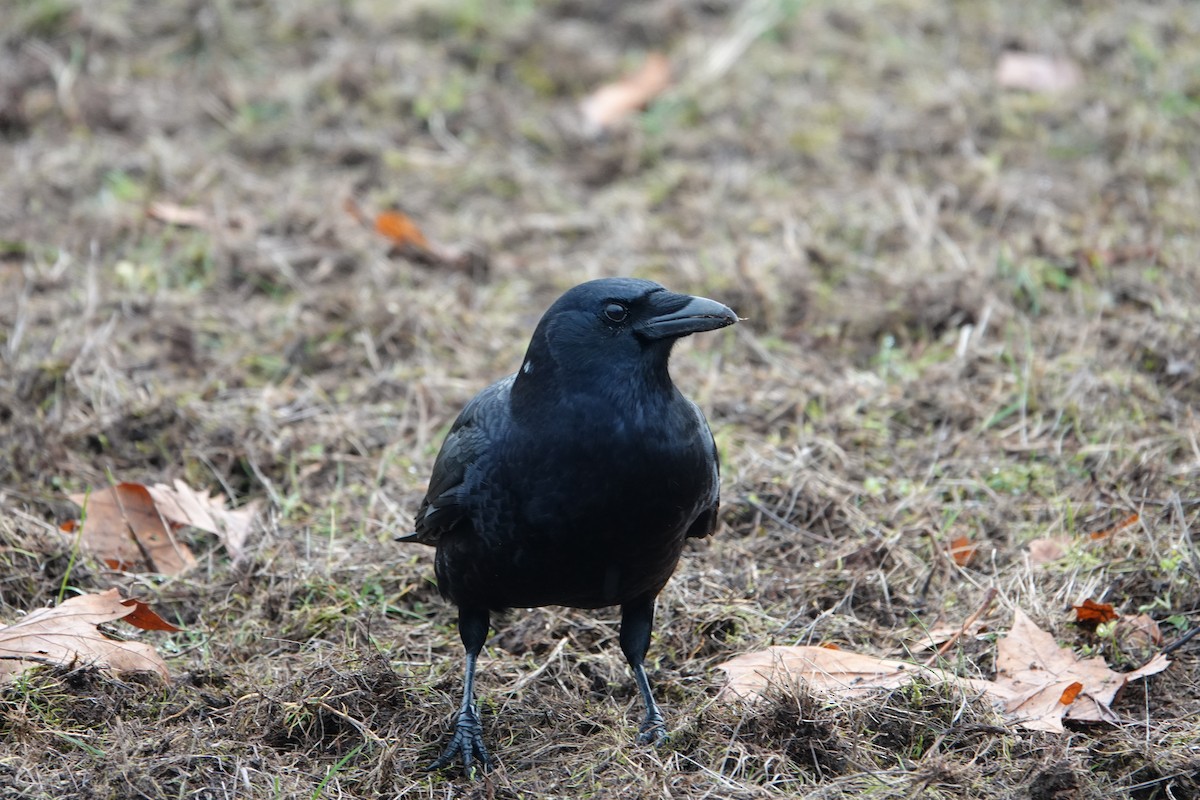 Amerikakrähe - ML646096528