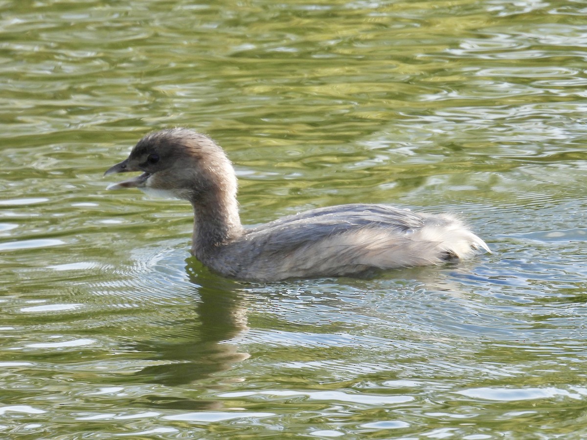 Bindentaucher - ML646096529