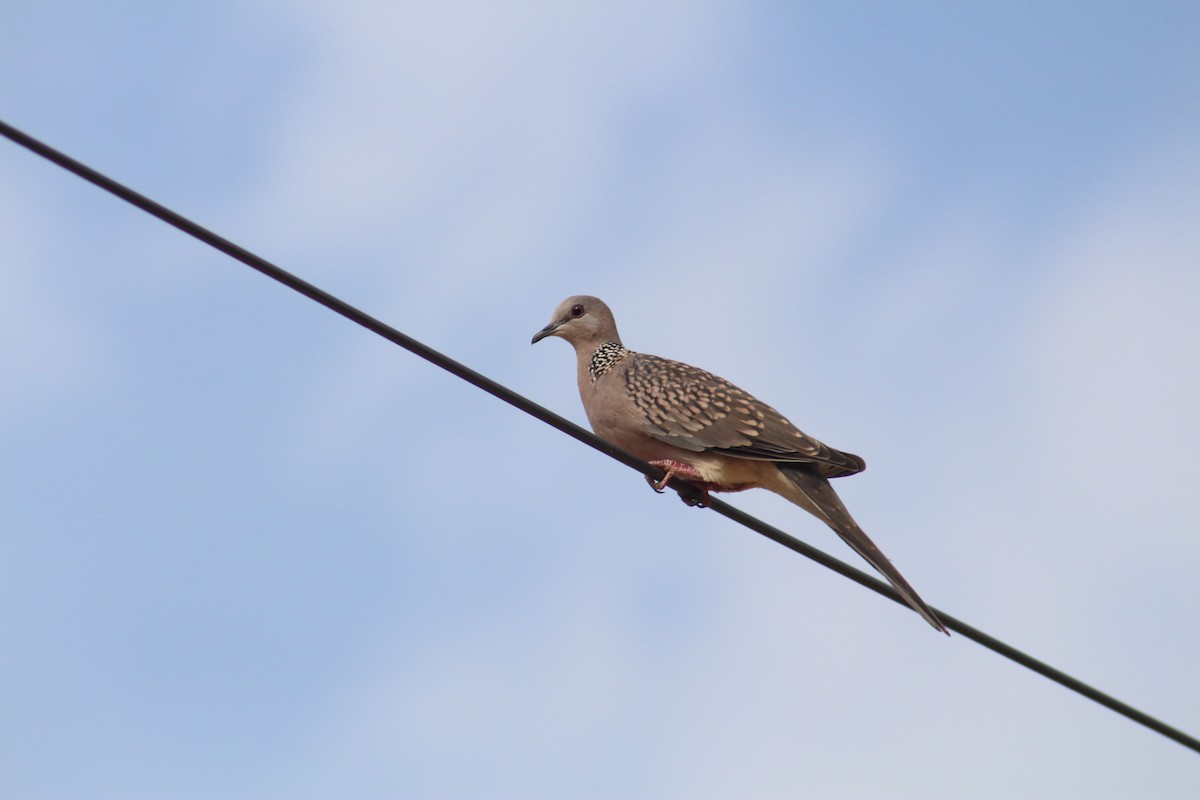 Perlhalstaube - ML646096530