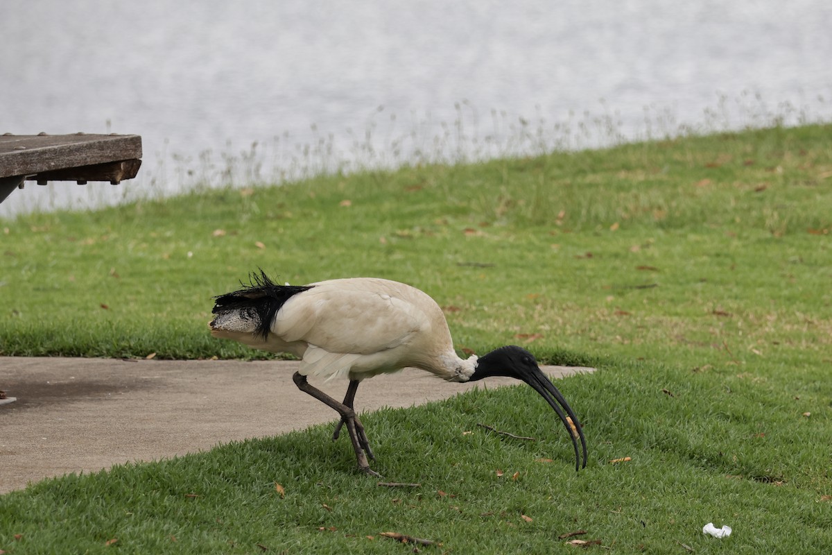 Australibis - ML646096531