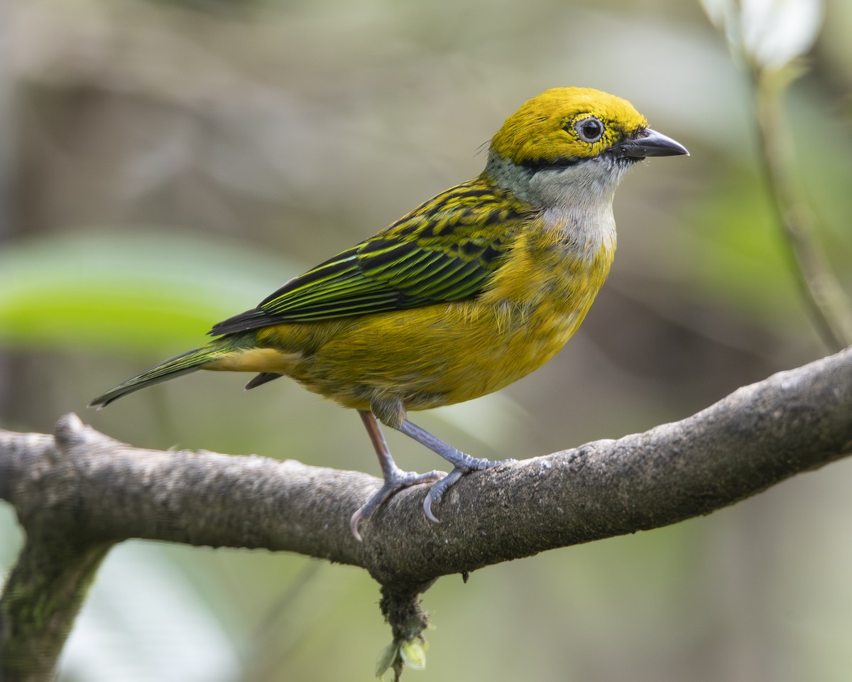 Silver-throated Tanager - ML646096533