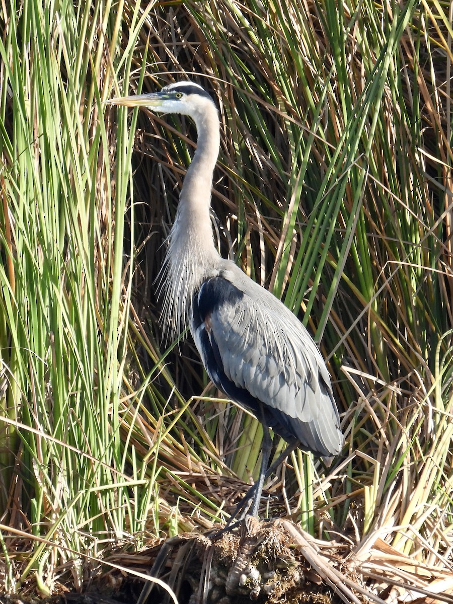 Kanadareiher - ML646096534