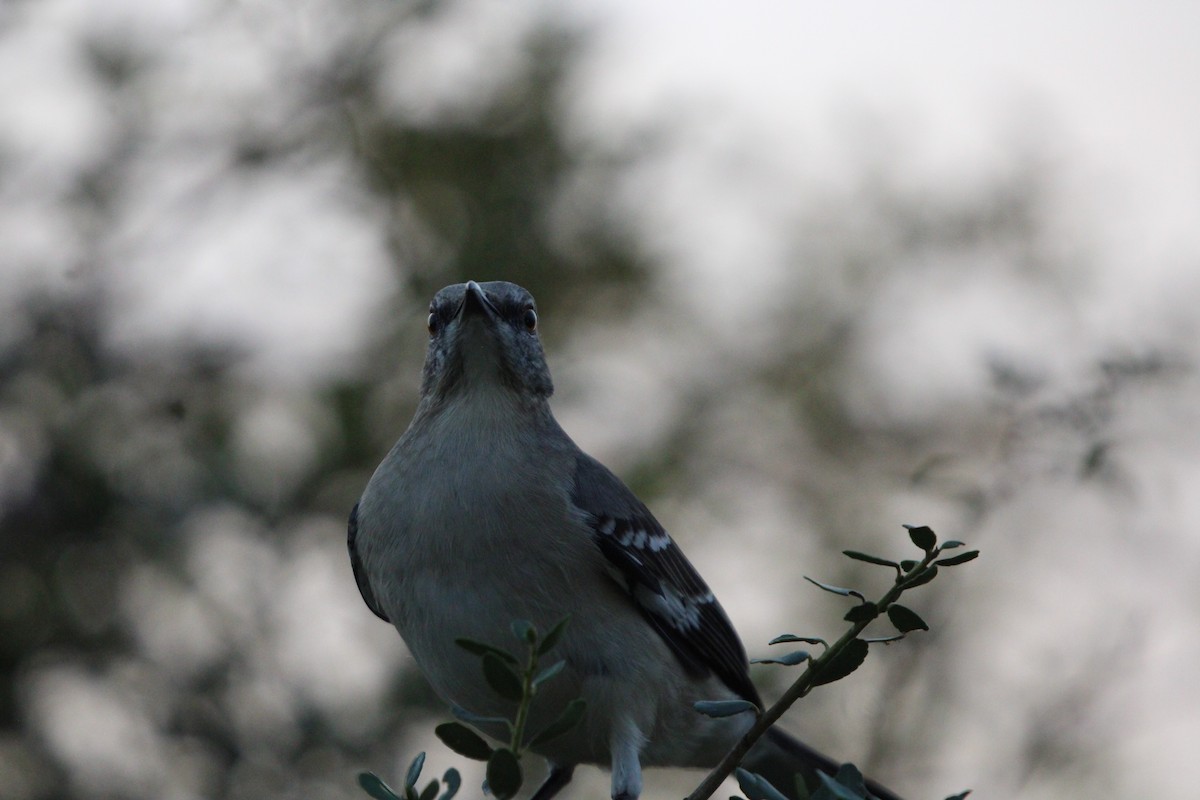 Gartenspottdrossel - ML646096535