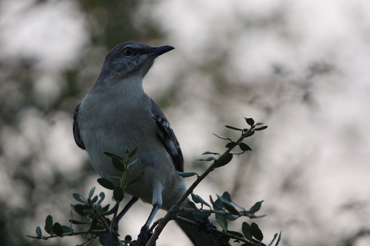 Gartenspottdrossel - ML646096536