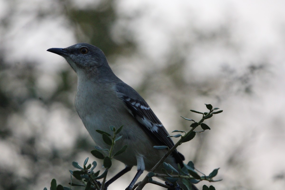 Gartenspottdrossel - ML646096537