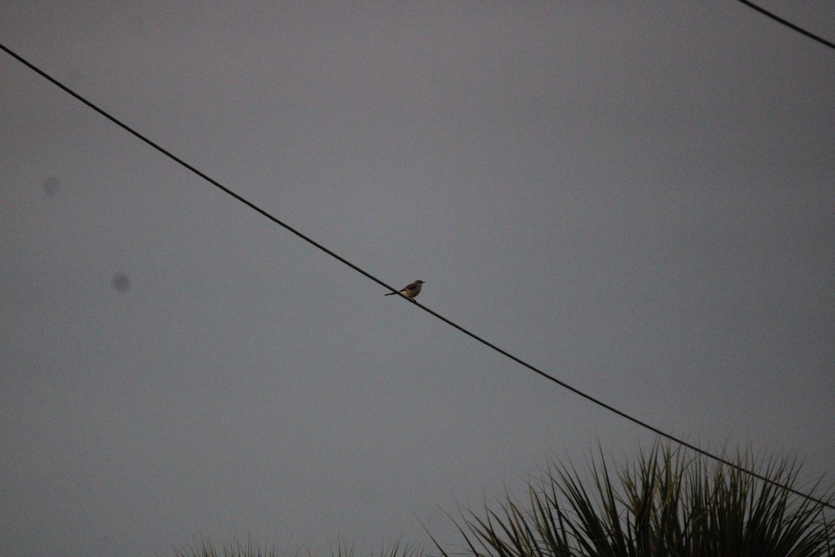 Gartenspottdrossel - ML646096538