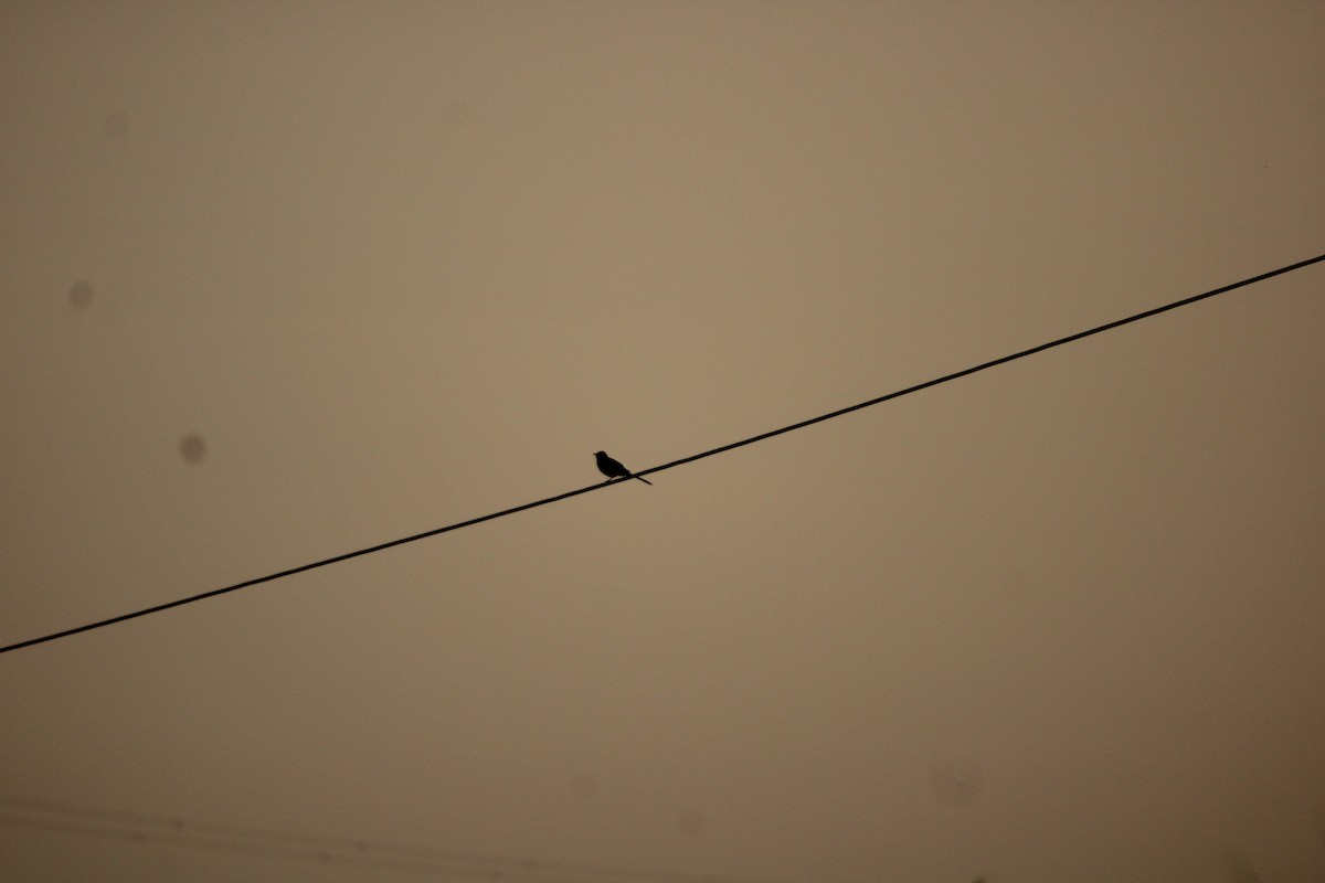 Gartenspottdrossel - ML646096539