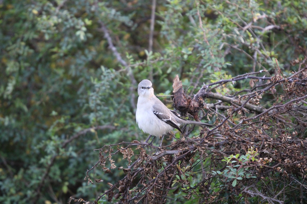 Gartenspottdrossel - ML646096540