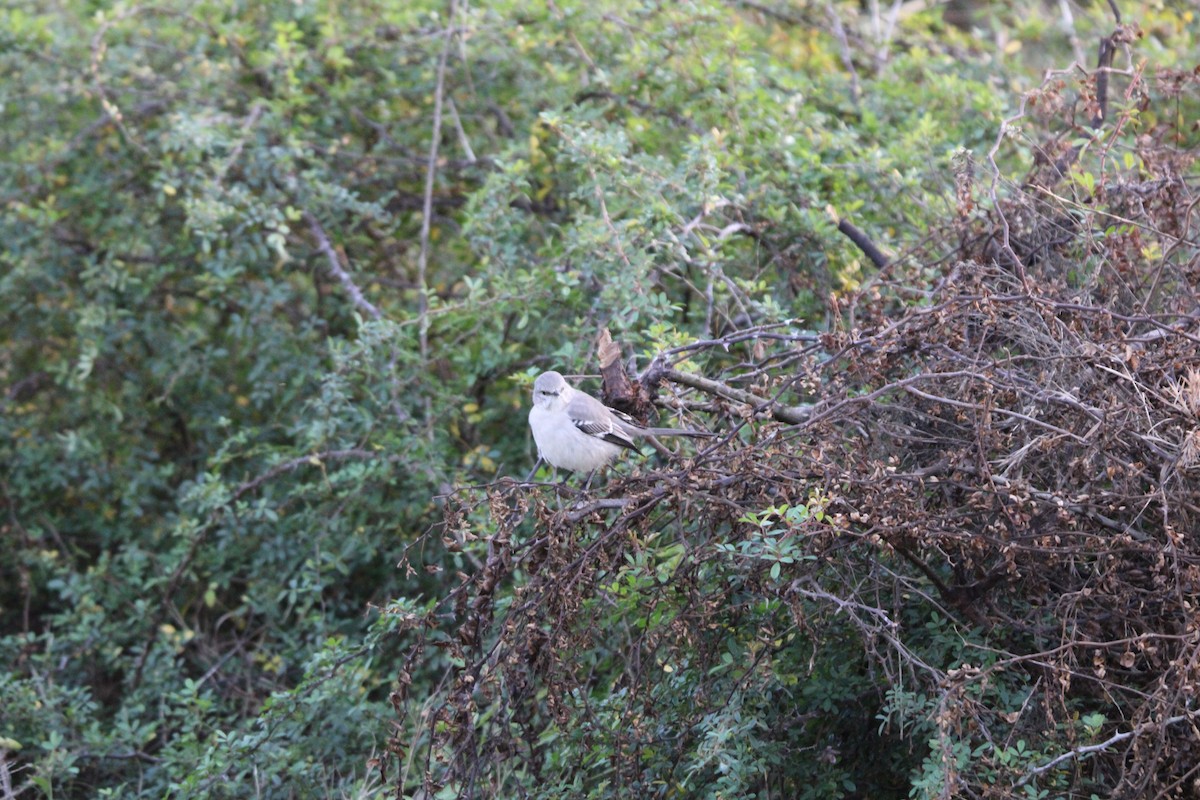 Gartenspottdrossel - ML646096541