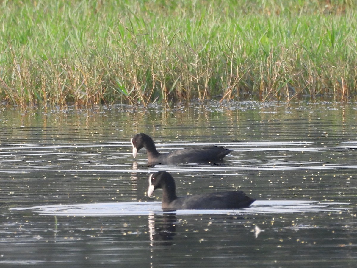 Blässhuhn - ML646096542