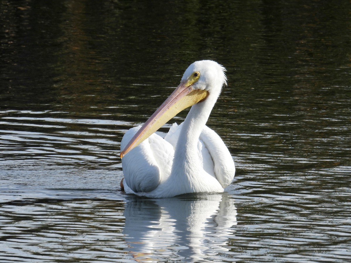 Nashornpelikan - ML646096543