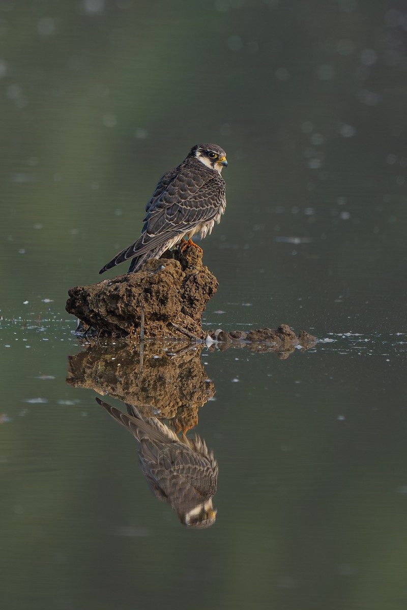 בז אמור - ML646096545