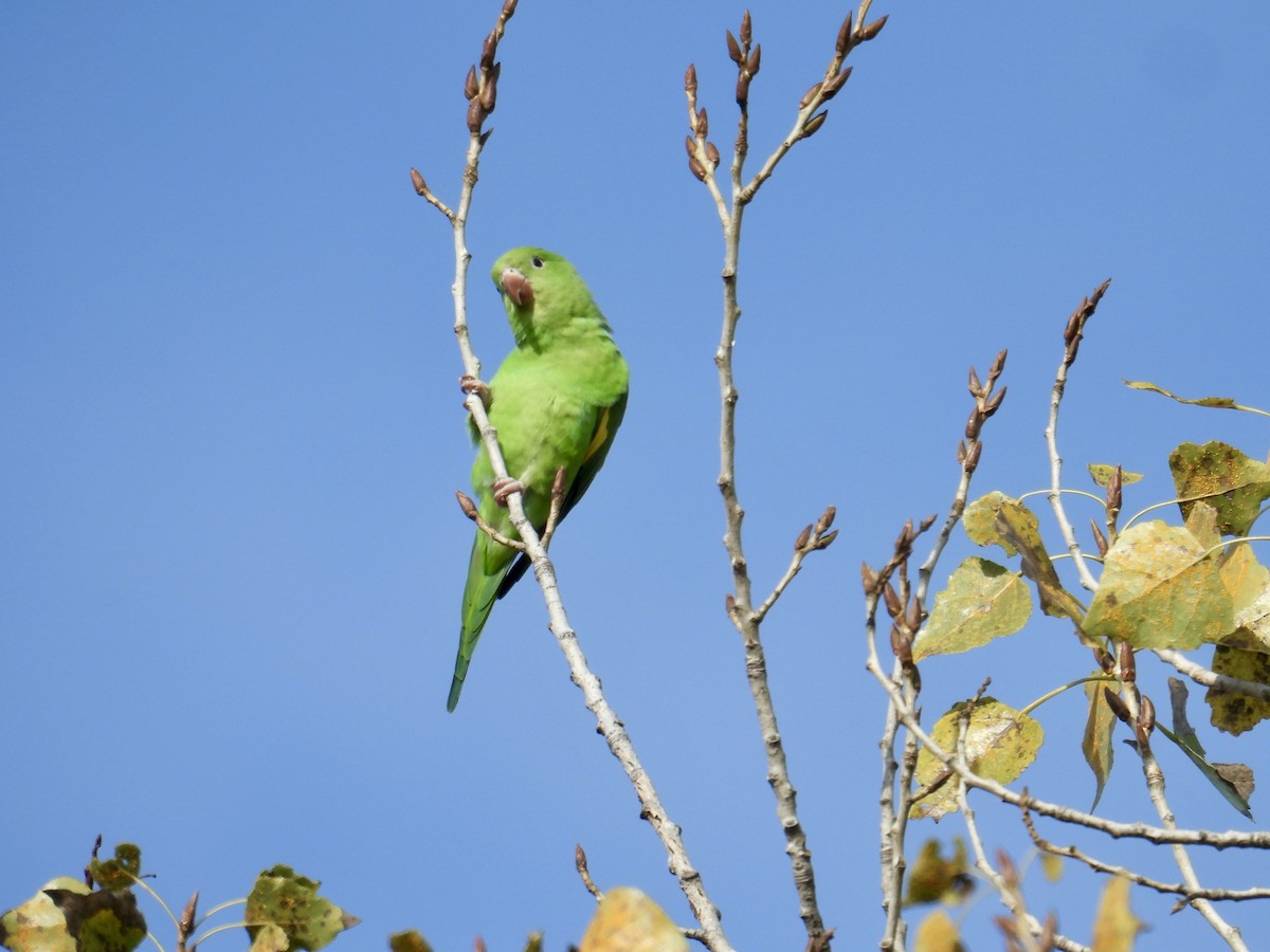 Yellow-chevroned Parakeet - ML646096546