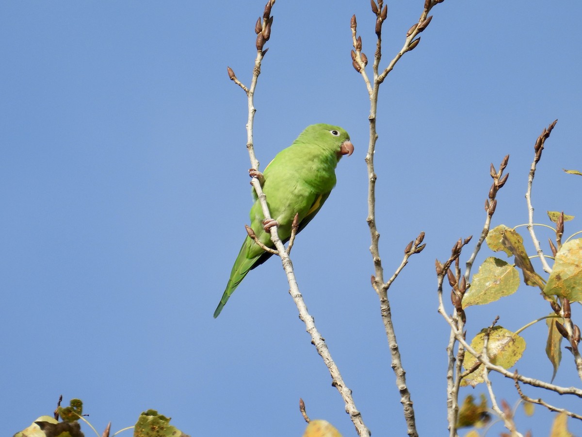 Yellow-chevroned Parakeet - ML646096547
