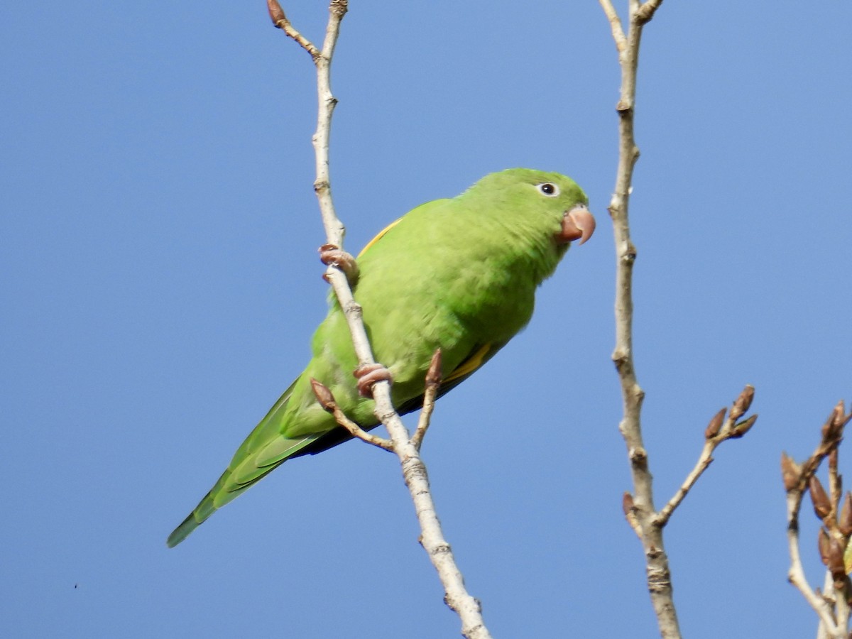 Yellow-chevroned Parakeet - ML646096548